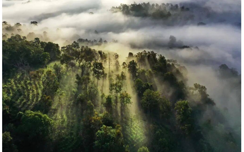 中国科学院西双版纳热带植物园景区